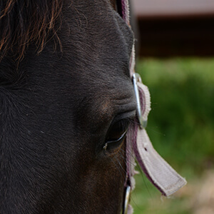 Los Angeles Animal Photography