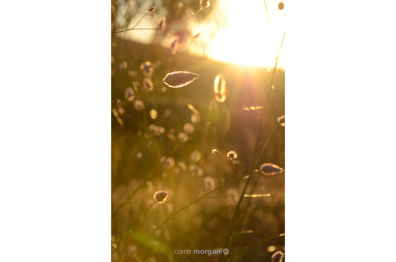 Golden Hour Karijini National Park Australia by Carrie Morgan
